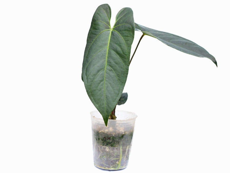 Anthurium JL Caamaño Taste