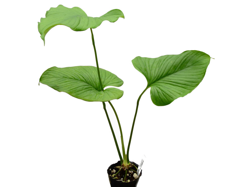 Anthurium lancea 'Ecuagenera'