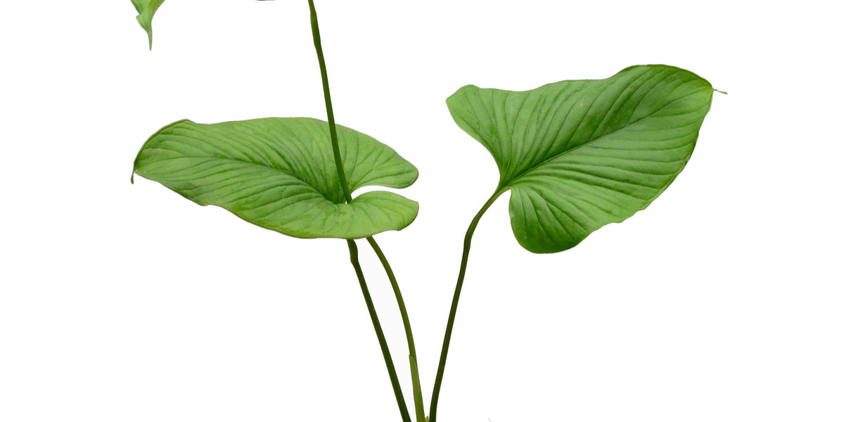 anthurium lancea Anthurium lancea 'Ecuagenera' — Ecuagenera Europe GmbH