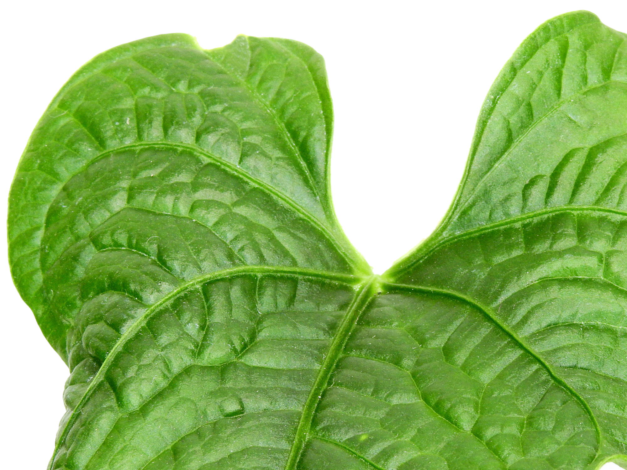 anthurium lappoanum care Anthurium lapoanum — Ecuagenera Europe GmbH