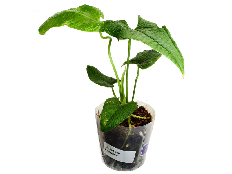 Anthurium lapoanum