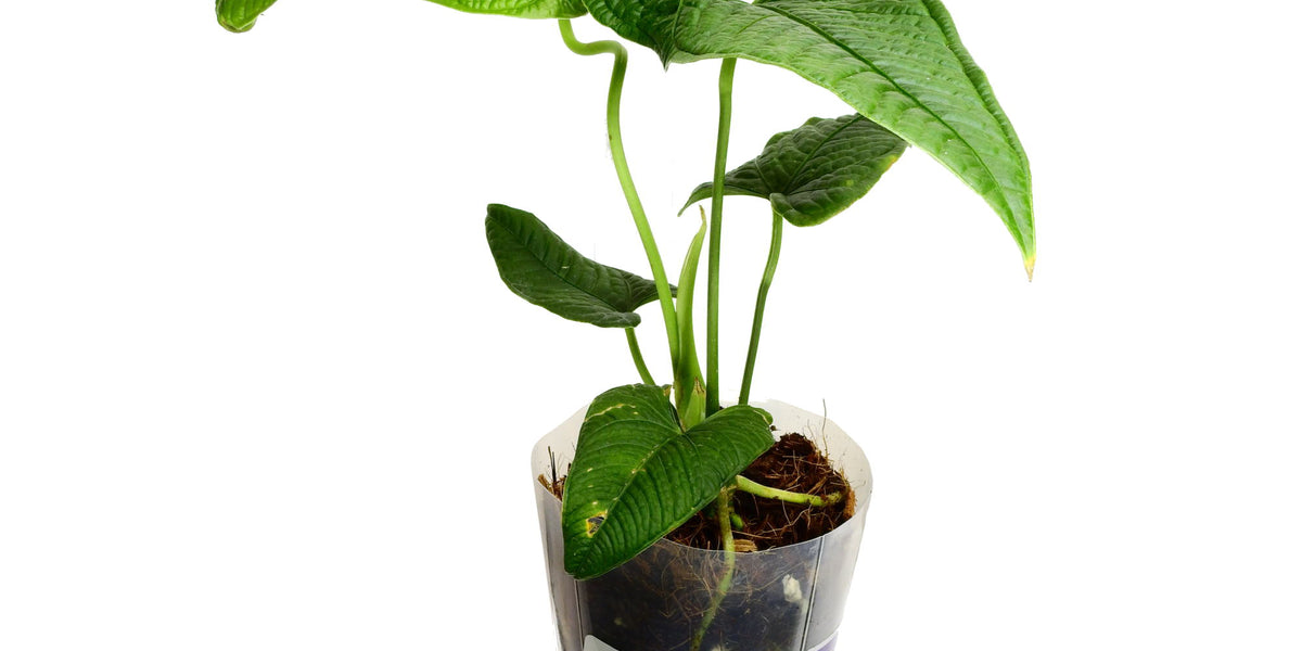 anthurium lappoanum Anthurium lapoanum — Ecuagenera Europe GmbH
