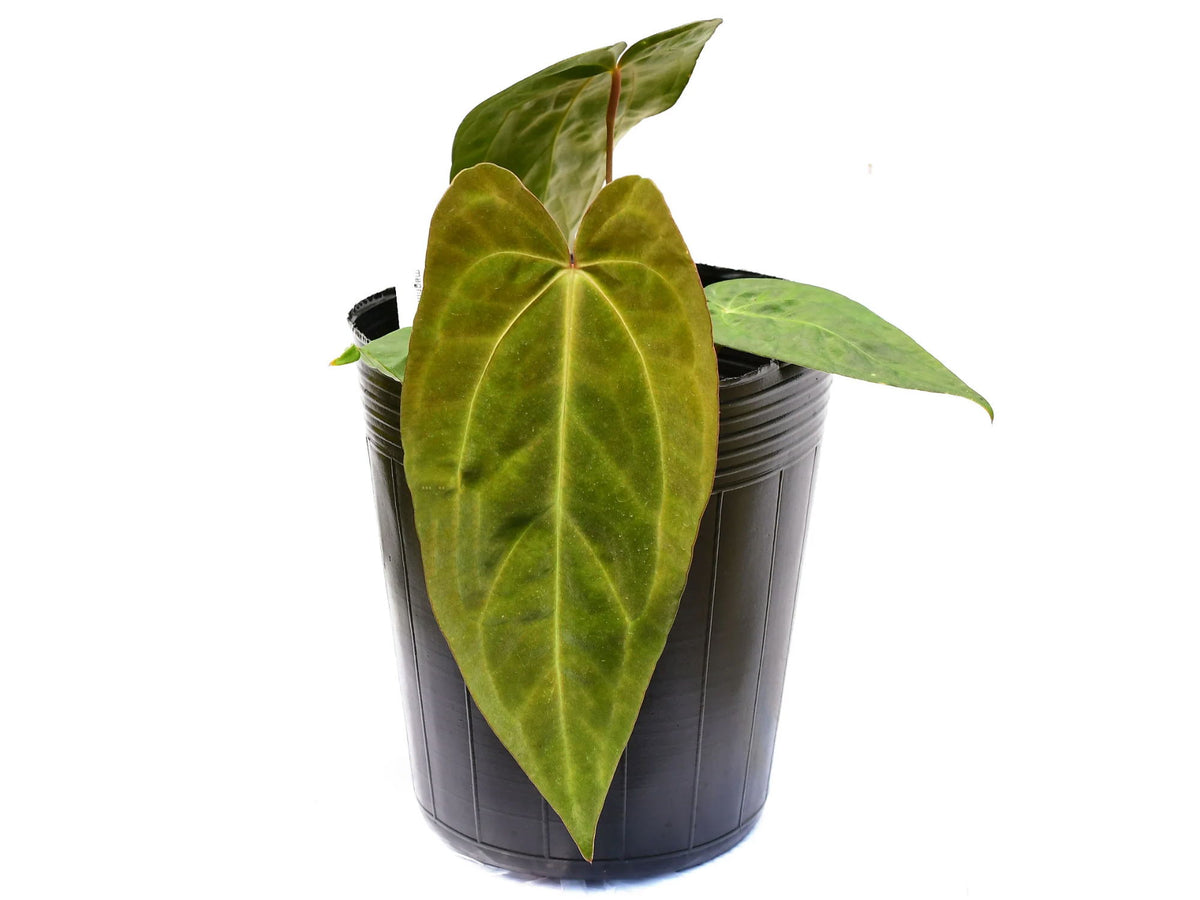 anthurium lavinia Anthurium Lavinia — Ecuagenera Europe GmbH