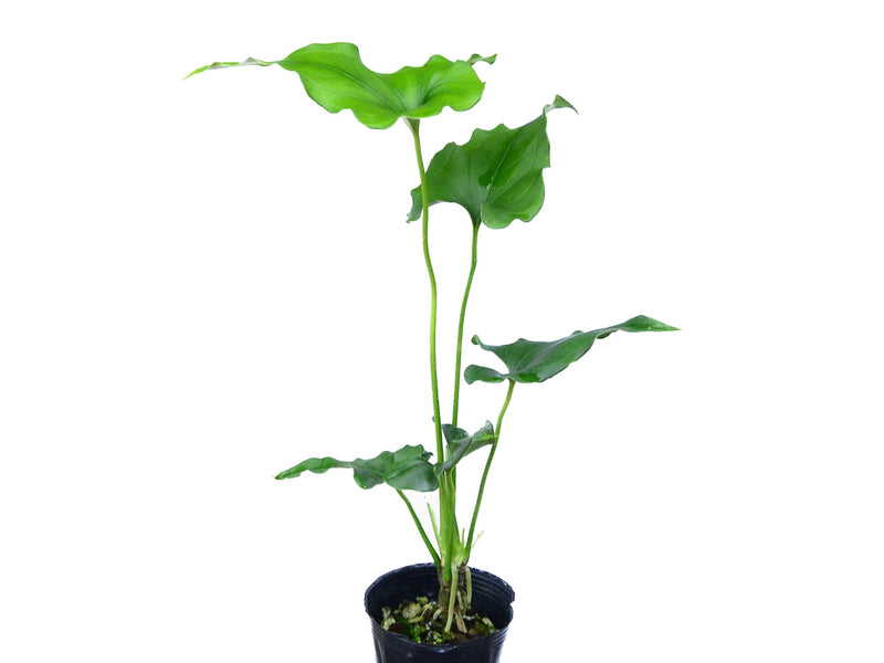 Anthurium lentii 'Ecuagenera'