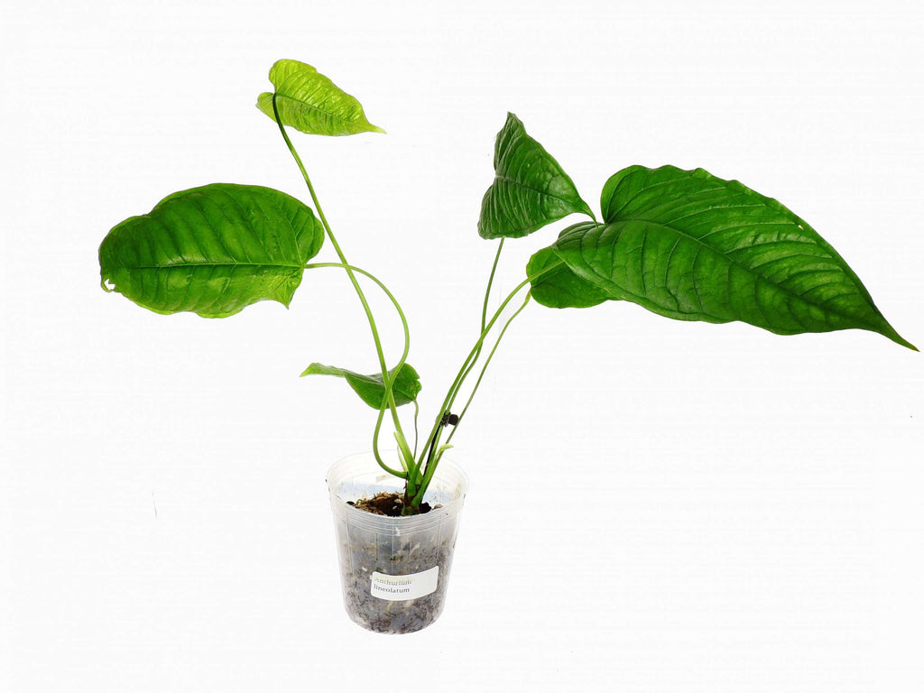anthurium lineolatum Anthurium lineolatum — Ecuagenera Europe GmbH