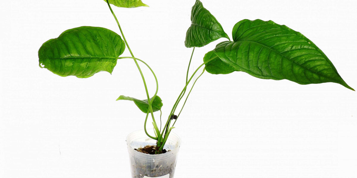 Anthurium lineolatum — Ecuagenera Europe GmbH