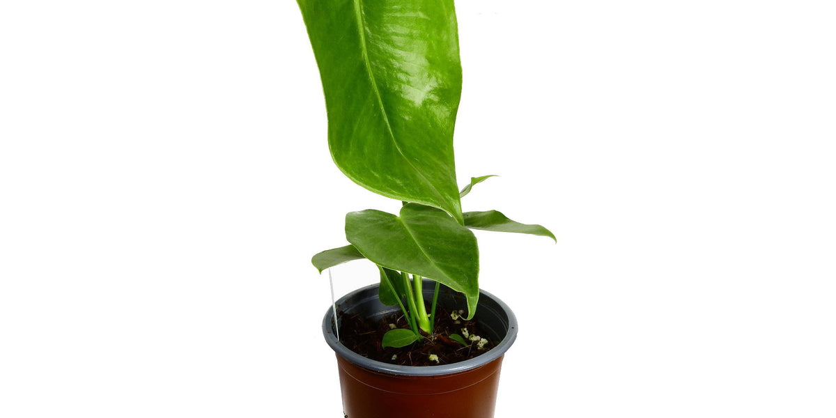 Anthurium longissimilobum 'Guayzimi' — Ecuagenera Europe GmbH