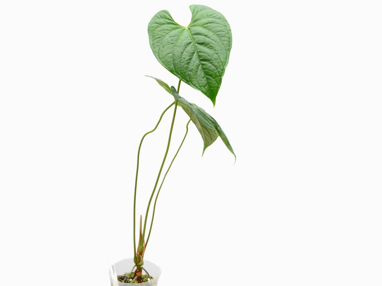 anthurium longistrorsum care Anthurium longistrorsum — Ecuagenera Europe GmbH