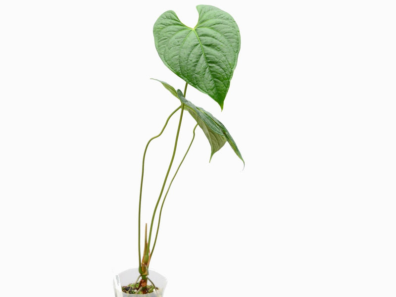 anthurium longistrorsum Anthurium longistrorsum — Ecuagenera Europe GmbH