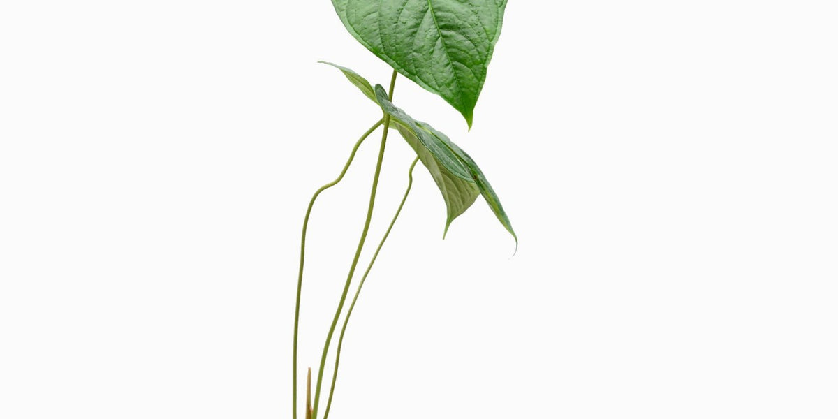 anthurium longistrorsum care Anthurium longistrorsum — Ecuagenera Europe GmbH