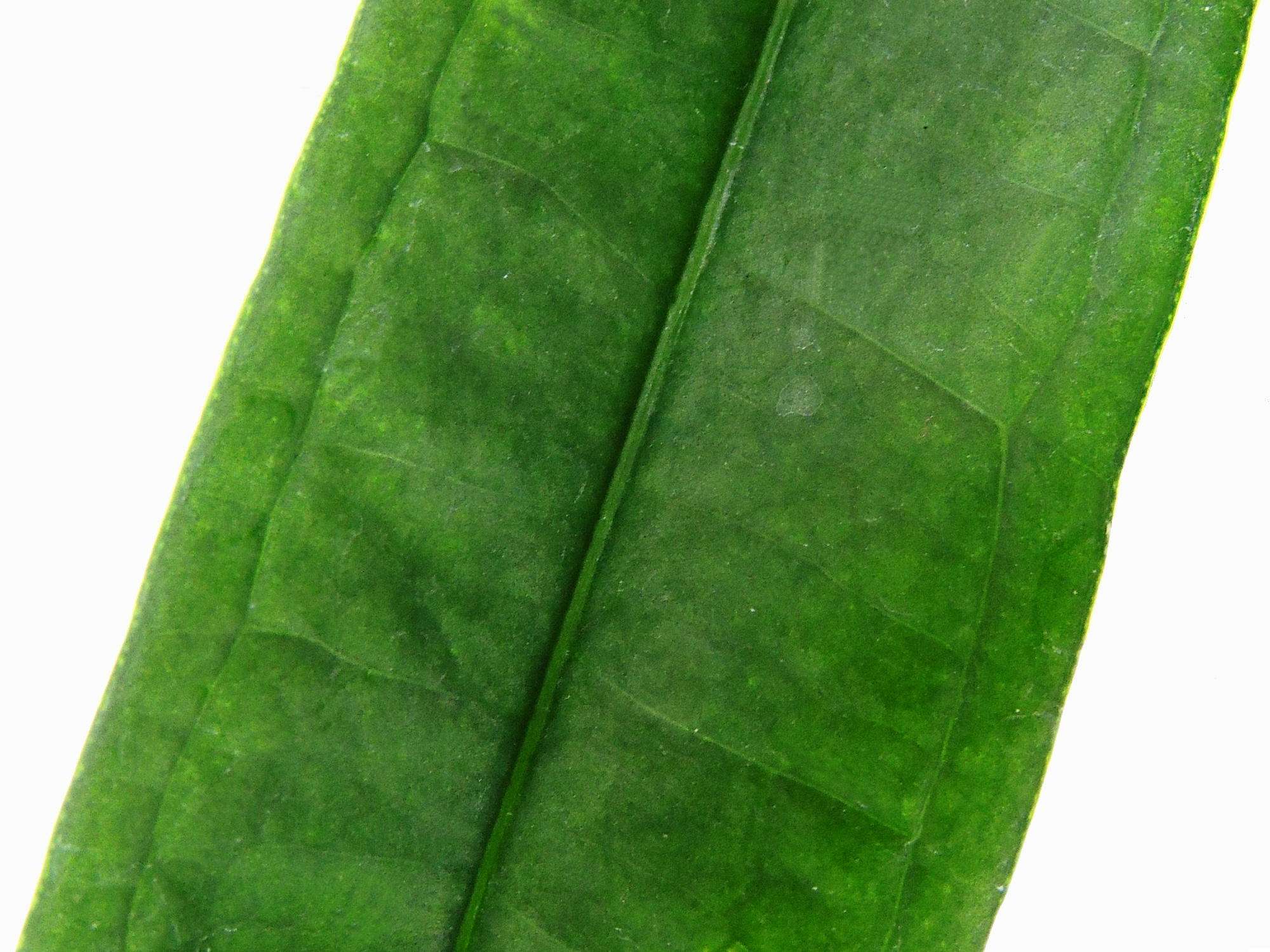 anthurium lutheri Anthurium lutheri — Ecuagenera Europe GmbH