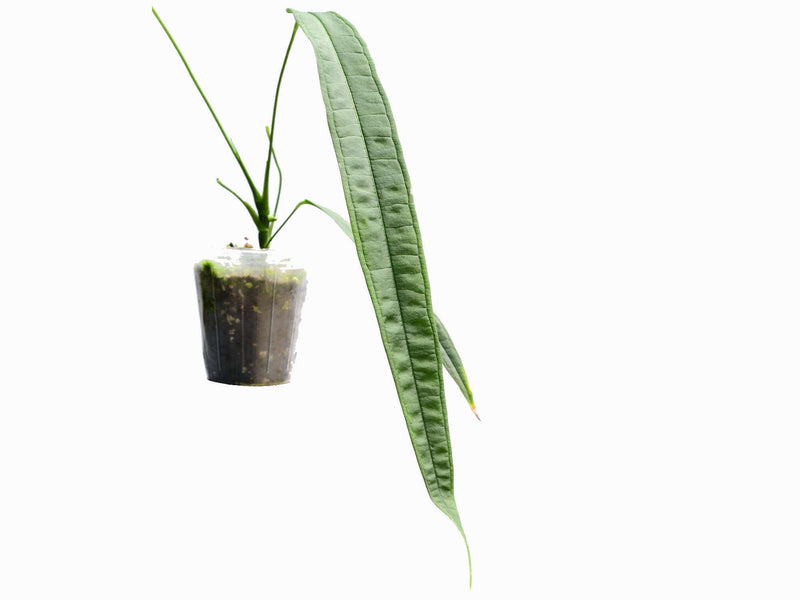 anthurium lutheri Anthurium lutheri — Ecuagenera Europe GmbH
