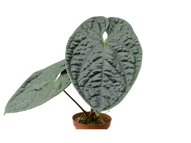 Anthurium luxurians L