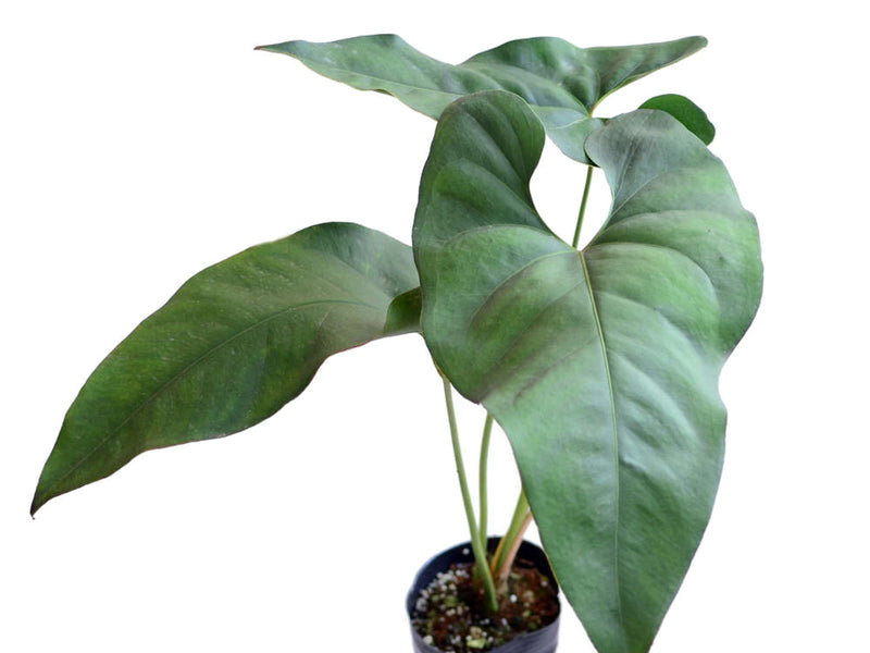 Anthurium macdanielii cf.