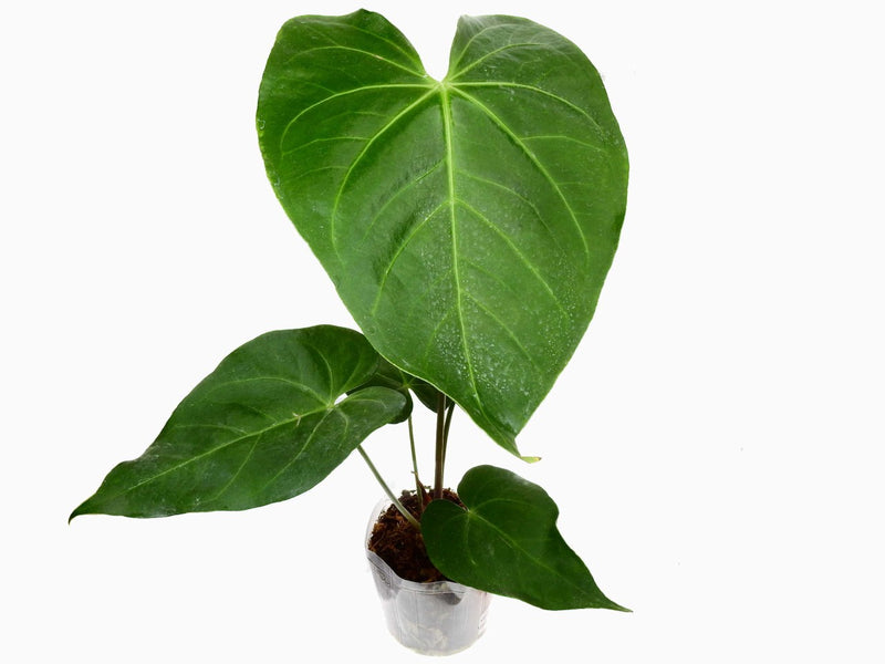 Anthurium magnificum cf.