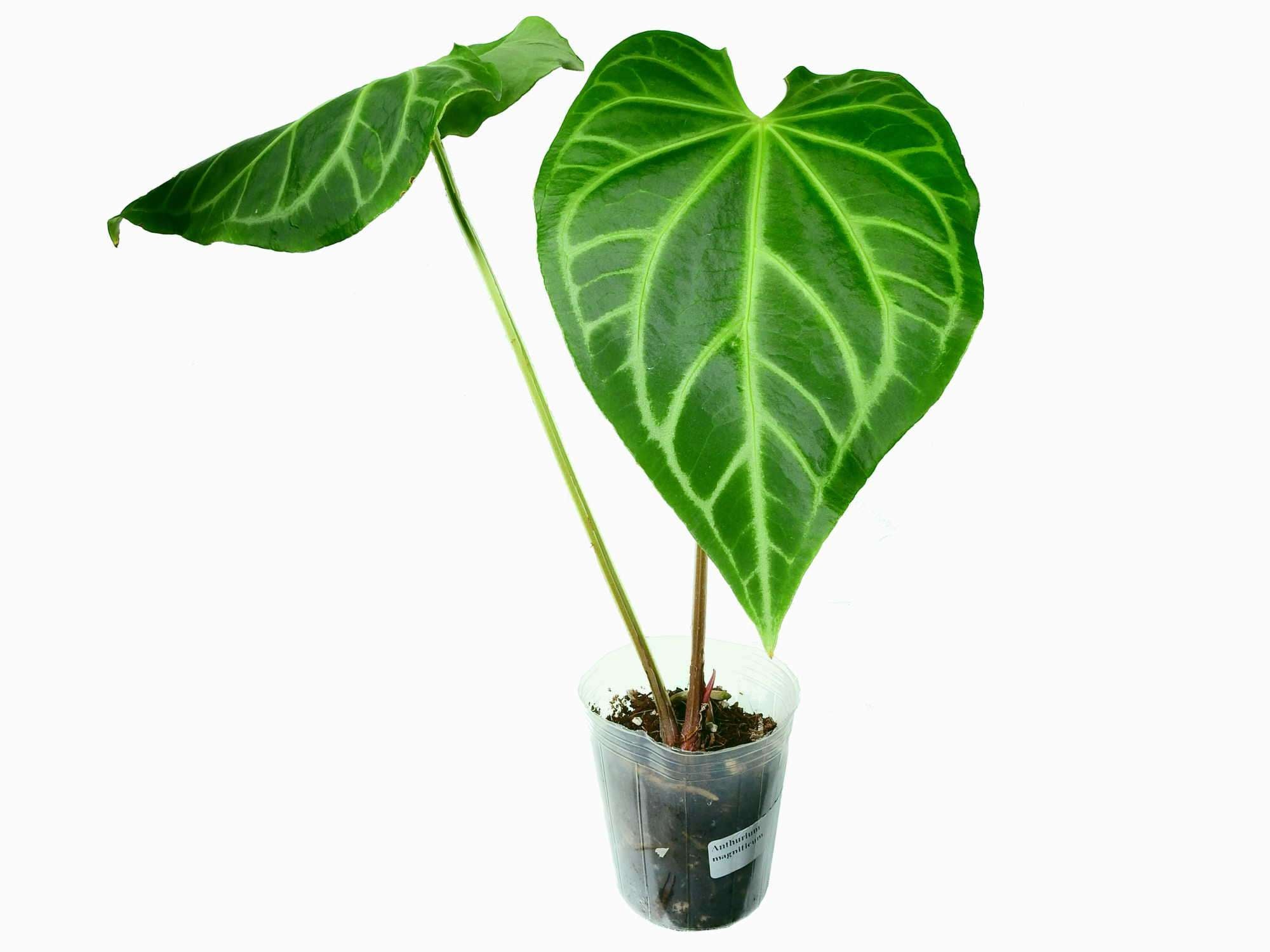 Anthurium magnificum — Ecuagenera Europe GmbH