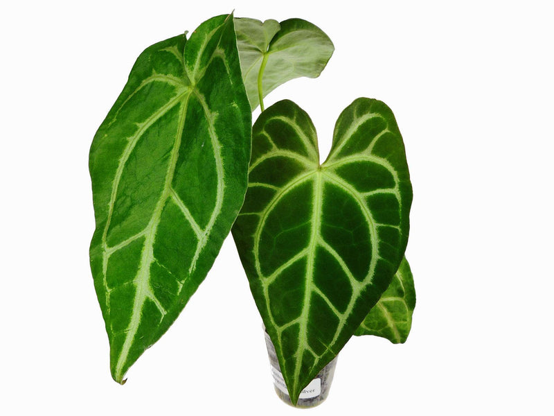 Anthurium magnificum 'Silver'