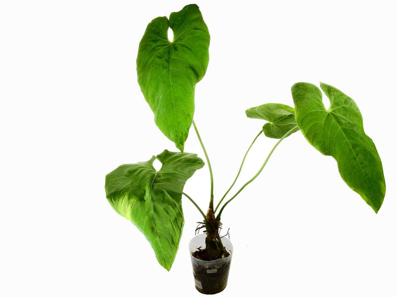 Anthurium marmoratum 'No. 2'