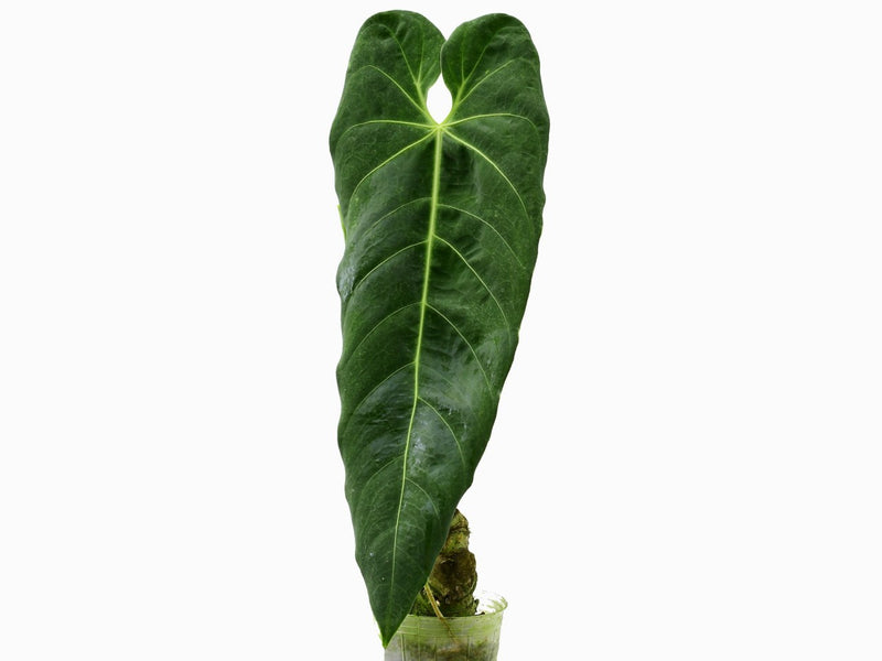 Anthurium metallicum Sämling