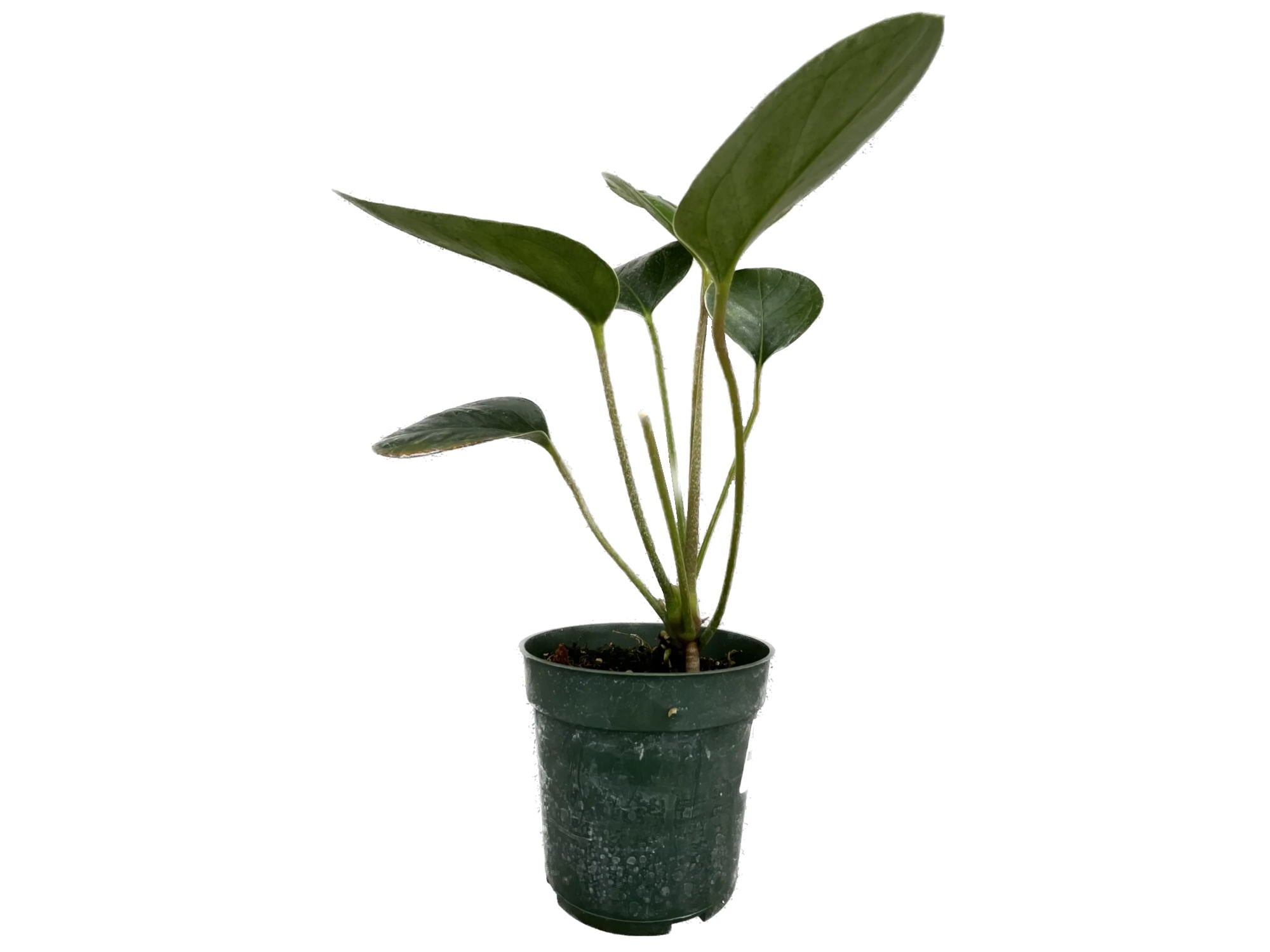 anthurium michelii Anthurium michelii S — Ecuagenera Europe GmbH