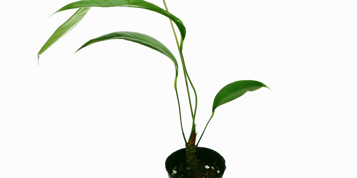 anthurium microphyllum Anthurium microphyllum — Ecuagenera Europe GmbH
