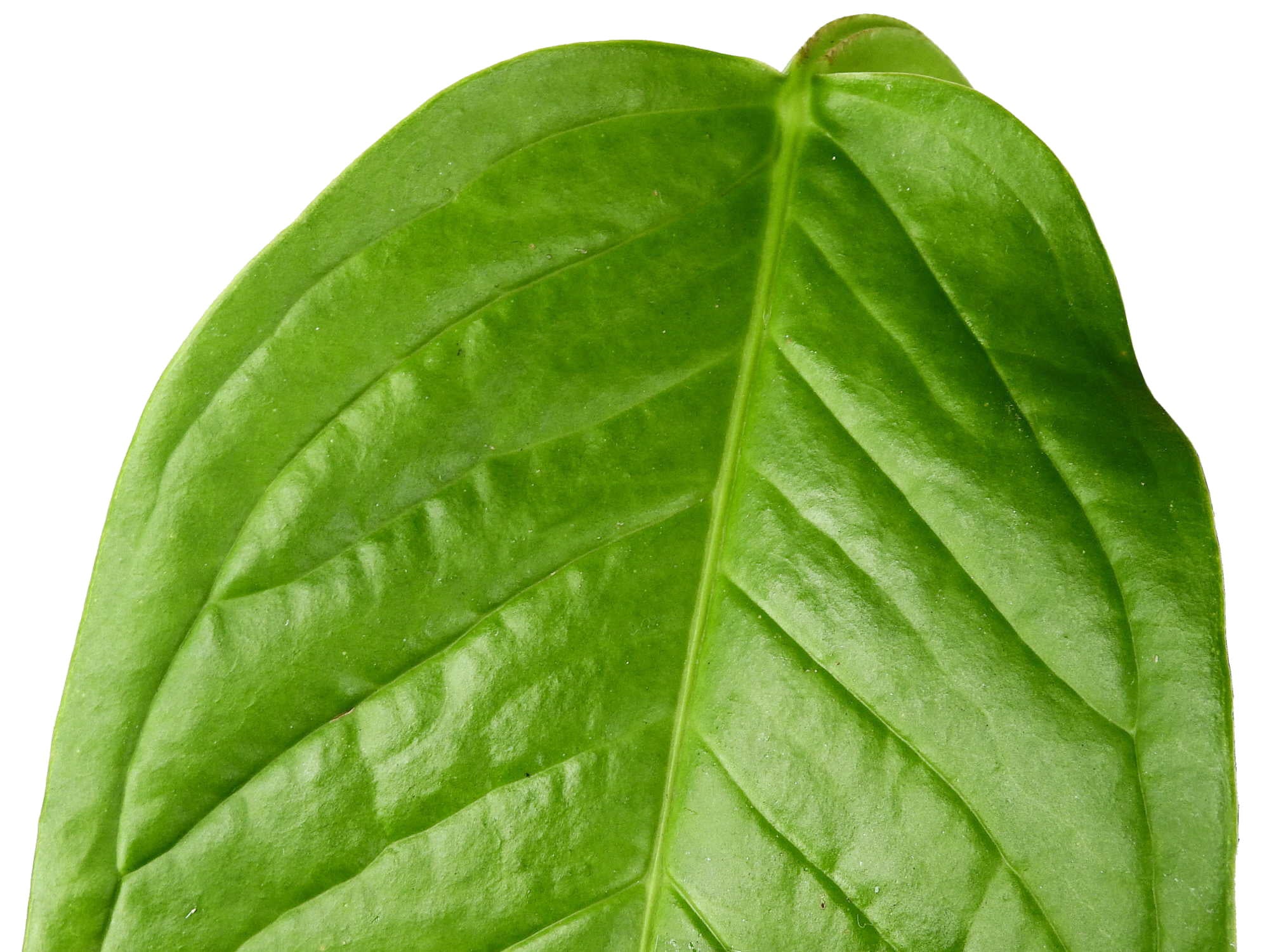 anthurium cuspidatum amazonas Anthurium misturatum (aka cuspidatum Amazonas') — Ecuagenera Europe GmbH