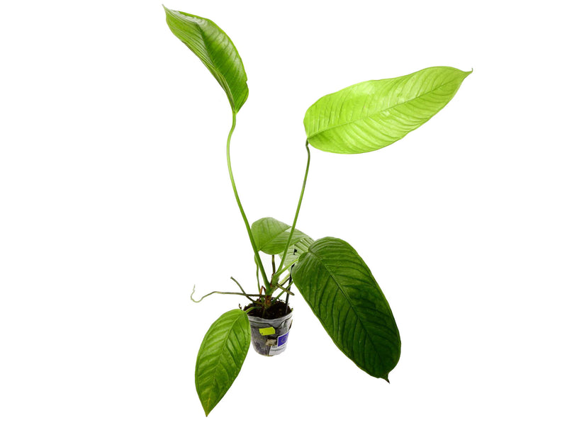 Anthurium misturatum (aka cuspidatum Amazonas')