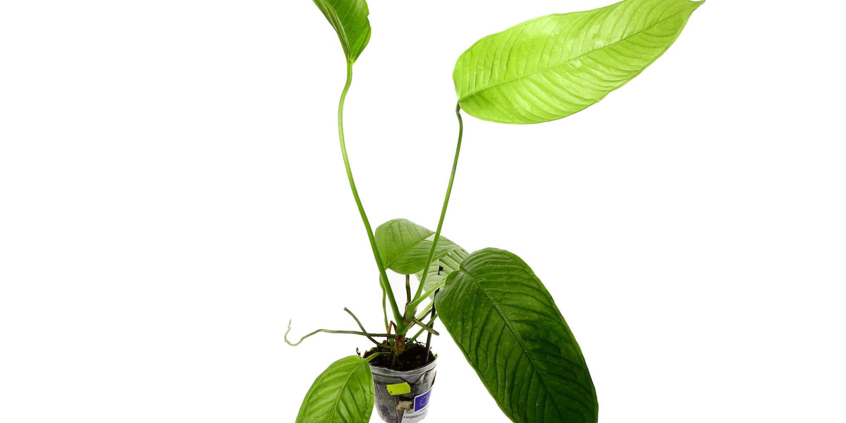 Anthurium misturatum (aka cuspidatum Amazonas') — Ecuagenera Europe GmbH