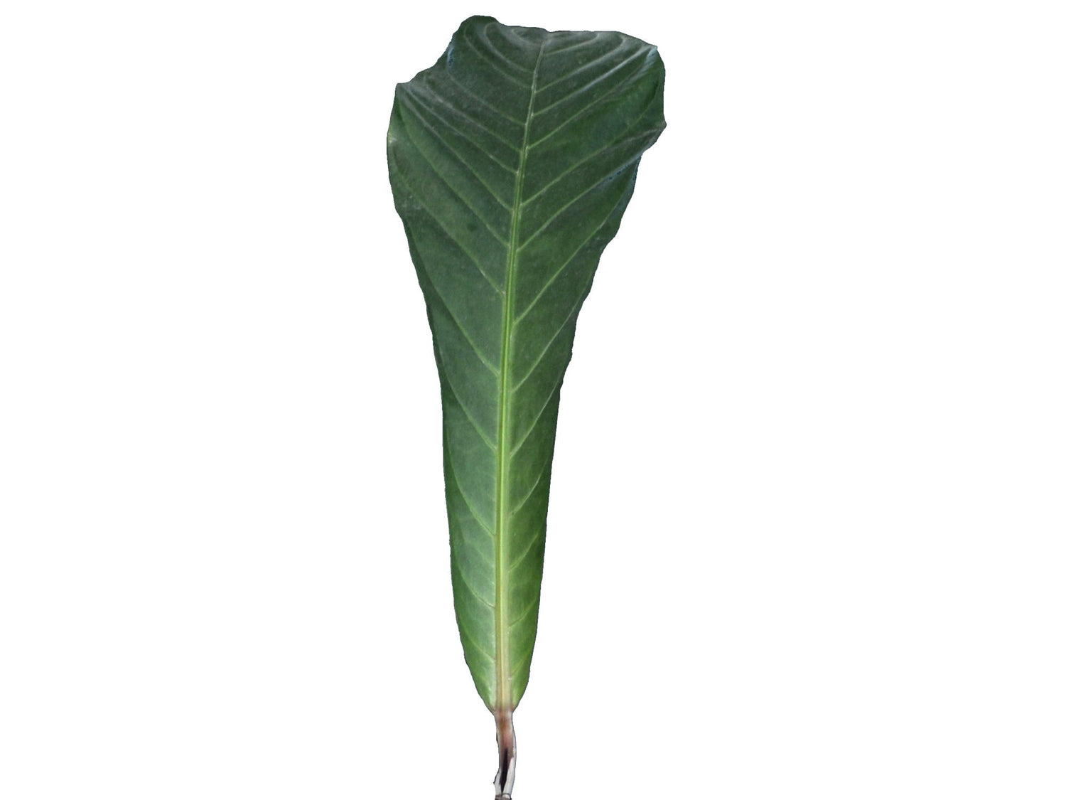 anthurium nidus Anthurium nidus 'Ecuagenera' hort. — Ecuagenera Europe GmbH