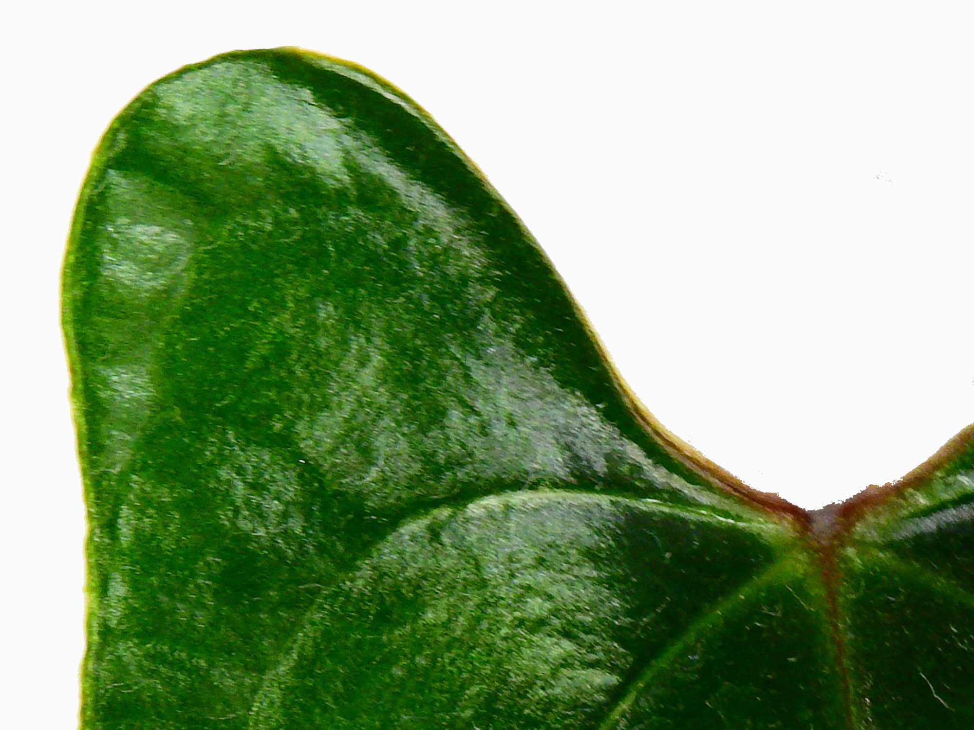 anthurium foglie marroni Anthurium nigrolaminum 'Gigi' S — Ecuagenera Europe GmbH