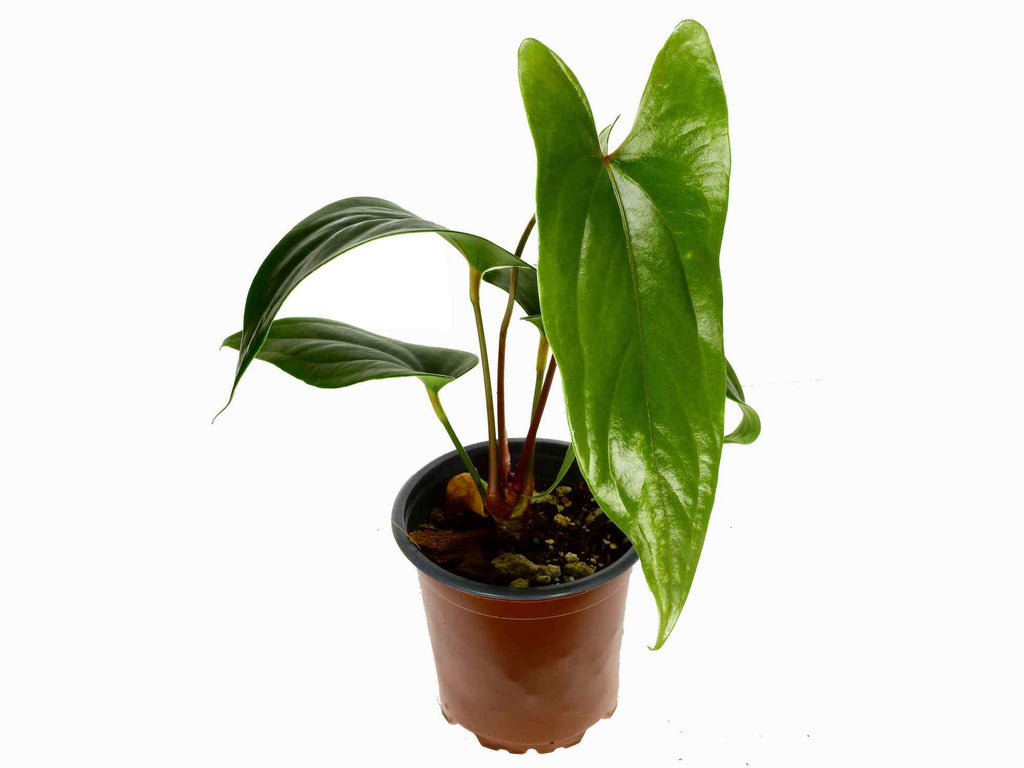anthurium gigi Anthurium nigrolaminum 'Gigi' S — Ecuagenera Europe GmbH