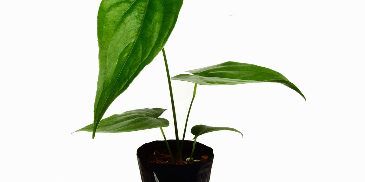 182 nigrolaminumニグロナミナム アンスリウム Anthurium Anthurium