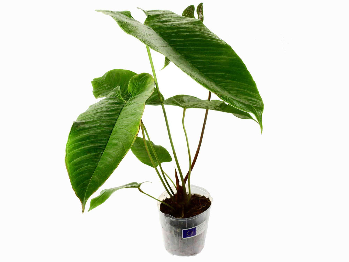 Anthurium offolterianum (spec. nov.) — Ecuagenera Europe GmbH