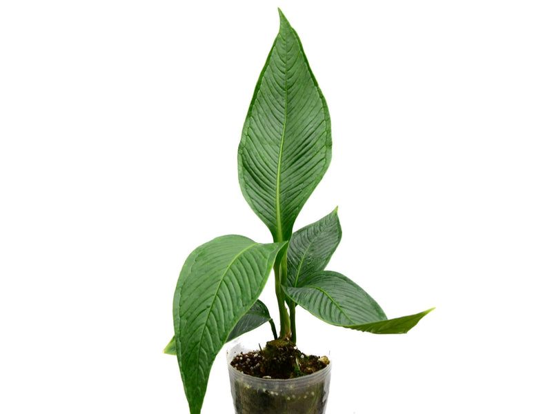 Anthurium oxycarpum cf.