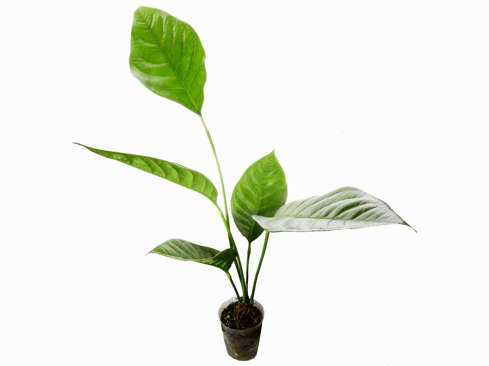 anthurium giganteum Anthurium oxycarpum 'Giganteum' — Ecuagenera Europe GmbH