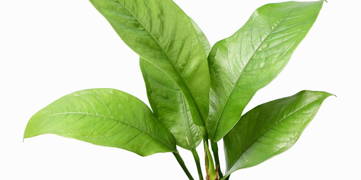 anthurium oxycarpum Anthurium oxycarpum — Ecuagenera Europe GmbH