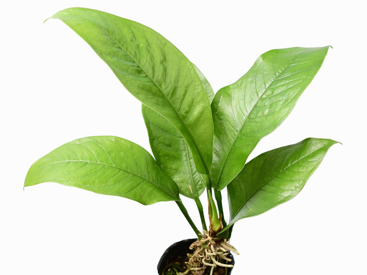 Anthurium oxycarpum — Ecuagenera Europe GmbH