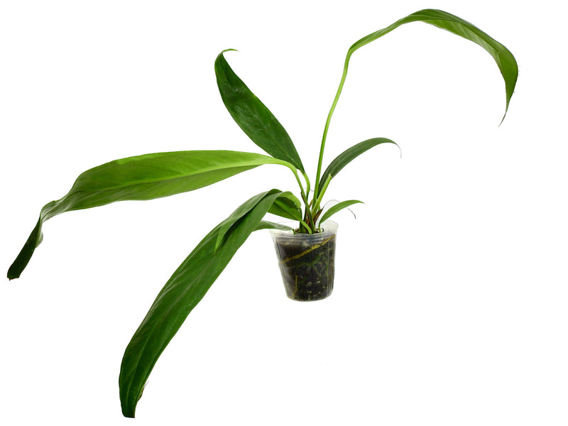 Anthurium pallidiflorum cf.