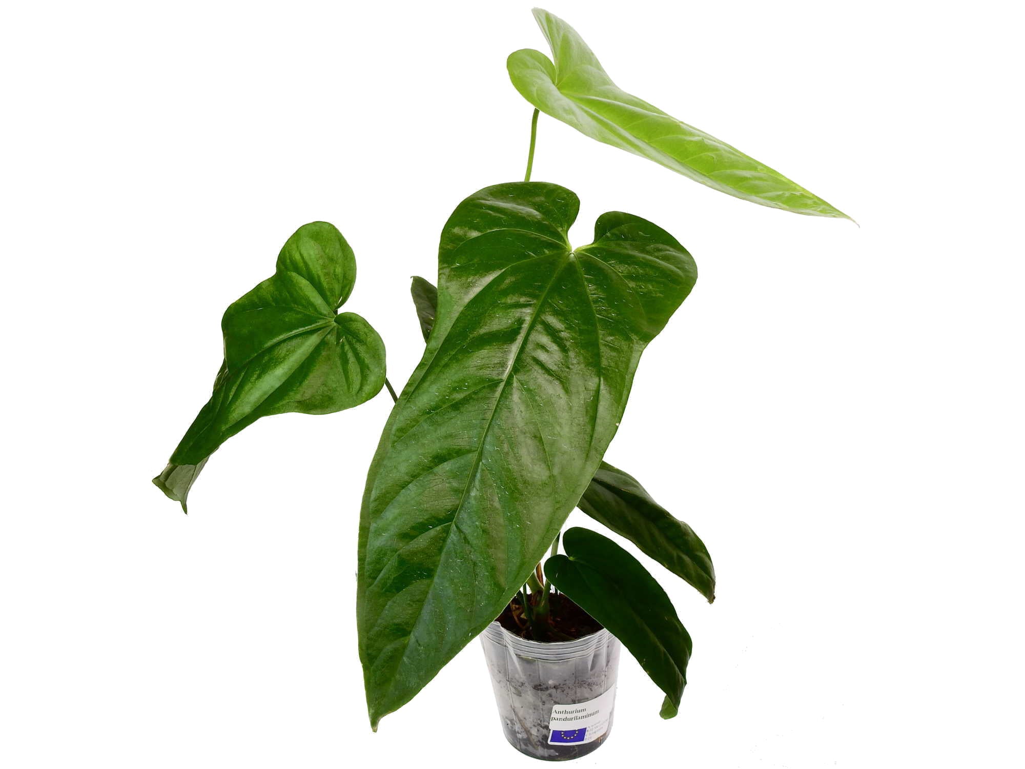 Anthurium pandurilaminum S — Ecuagenera Europe GmbH