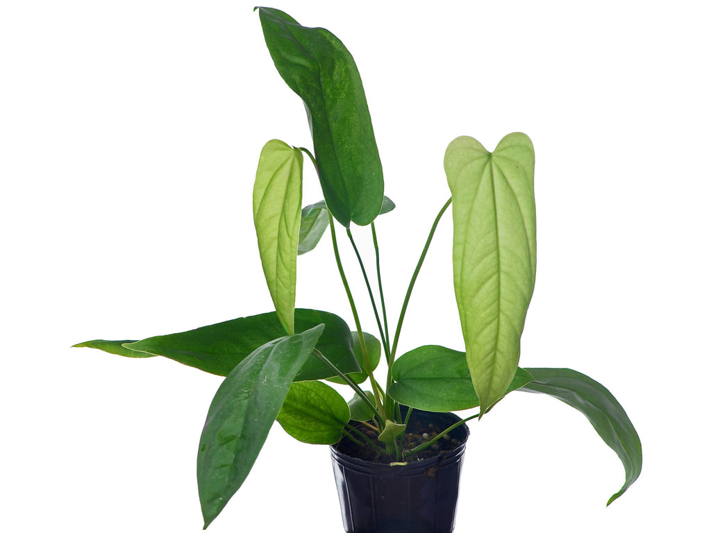 anthurium bullatus Anthurium pandurilaminum — Ecuagenera Europe GmbH