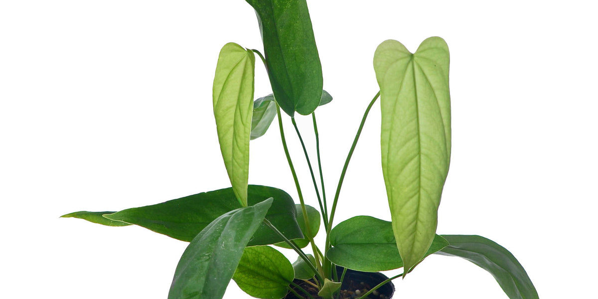 Anthurium pandurilaminum — Ecuagenera Europe GmbH