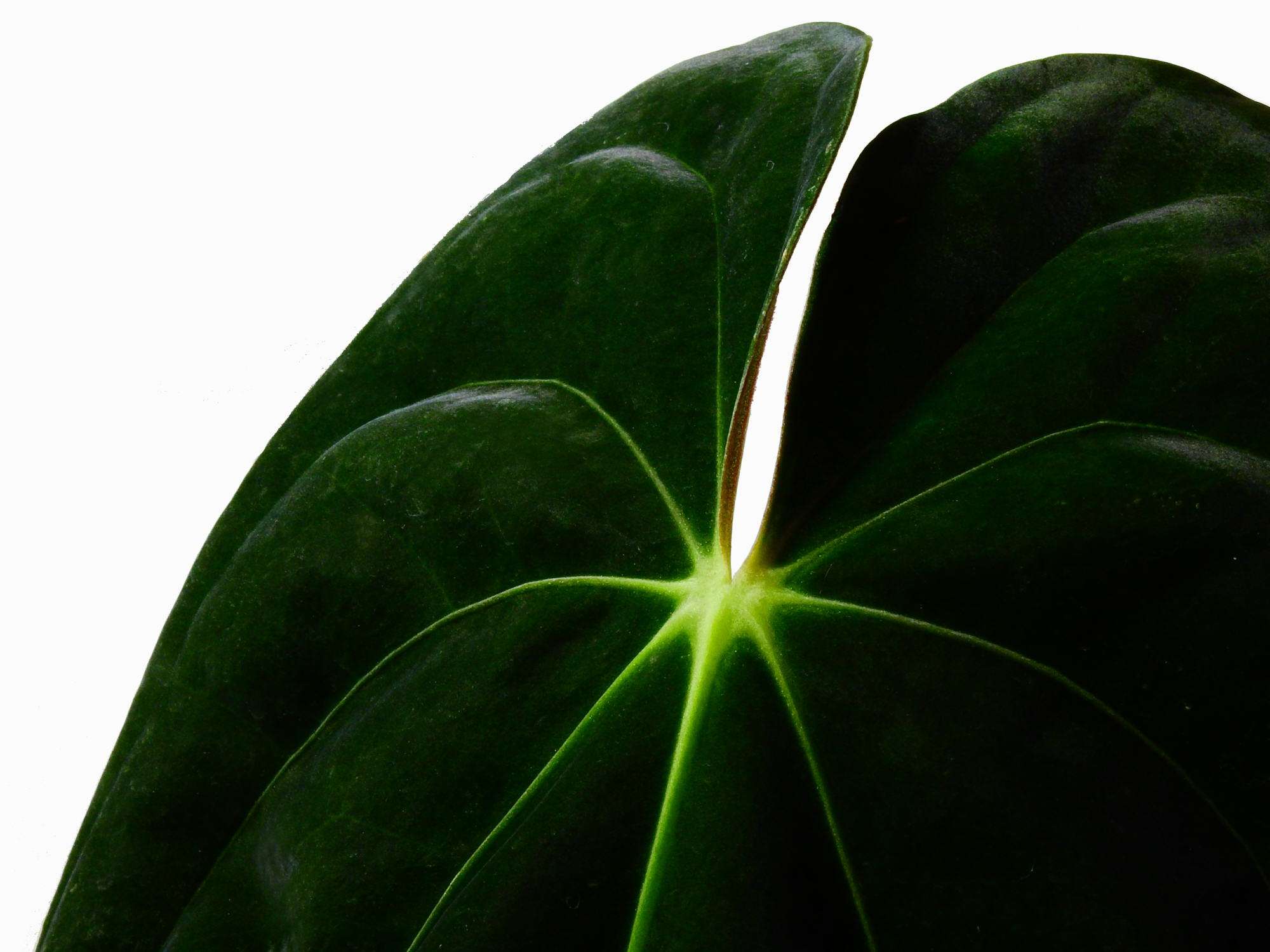 anthurium papillilaminum ecuagenera Anthurium papillilaminum — Ecuagenera Europe GmbH