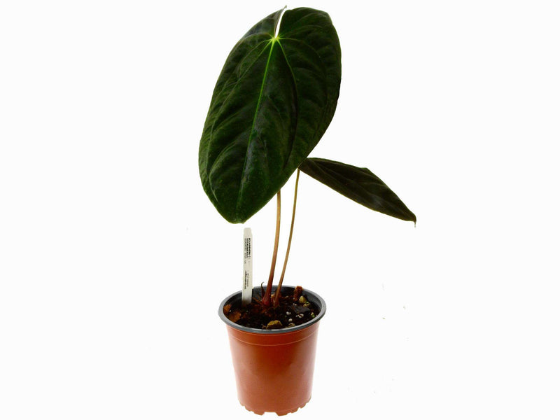 Anthurium papillilaminum