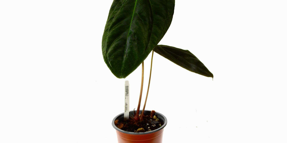 anthurium papillilaminum ecuagenera Anthurium papillilaminum — Ecuagenera Europe GmbH