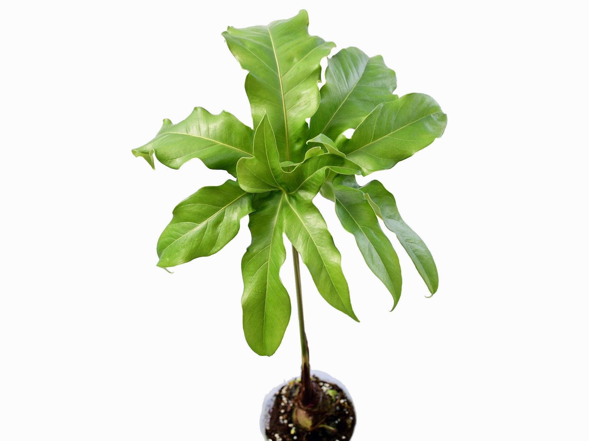 Anthurium pedatum — Ecuagenera Europe GmbH