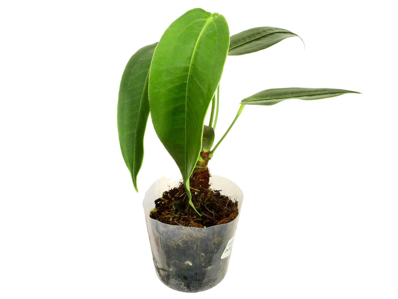 Anthurium peltigerum 'Narrow'