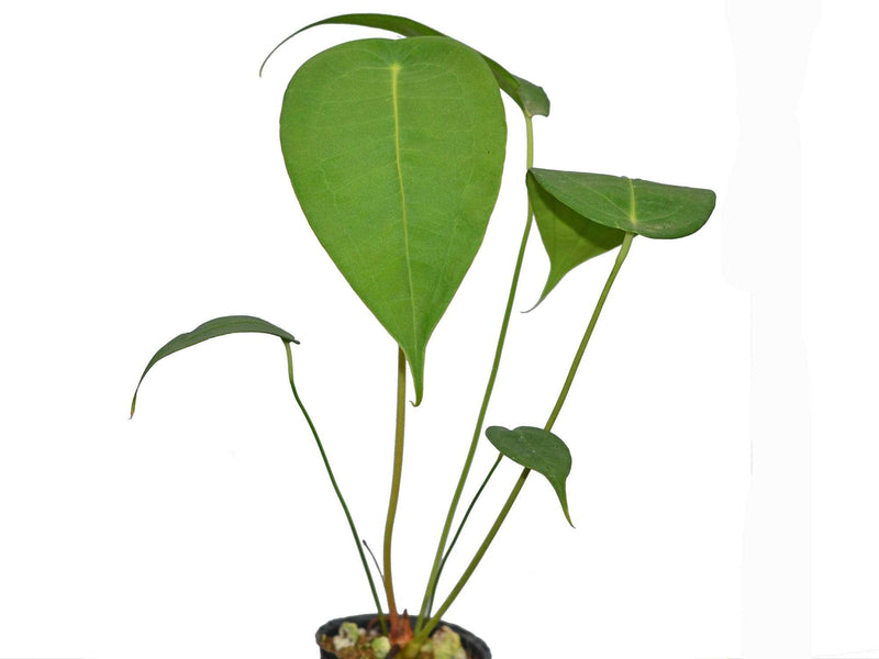 Anthurium peltigerum