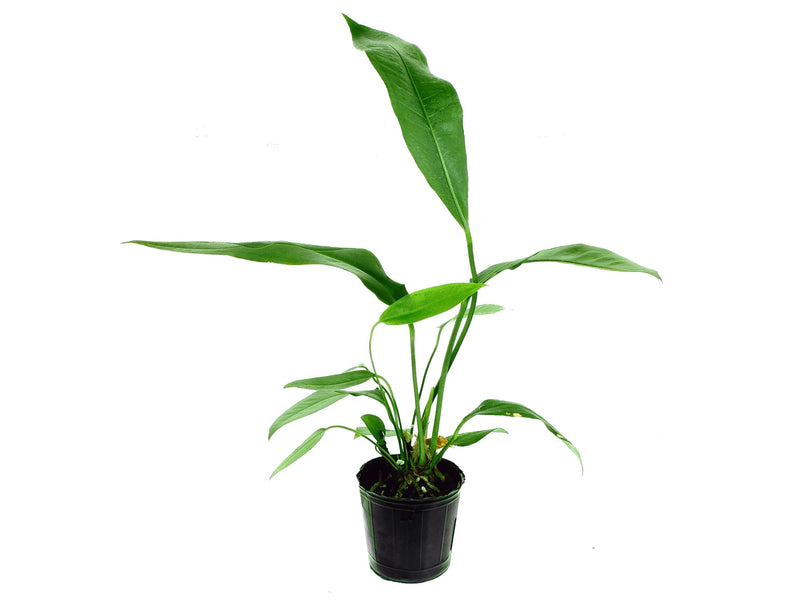 anthurium pendulifolium for sale Anthurium pendulifolium — Ecuagenera Europe GmbH