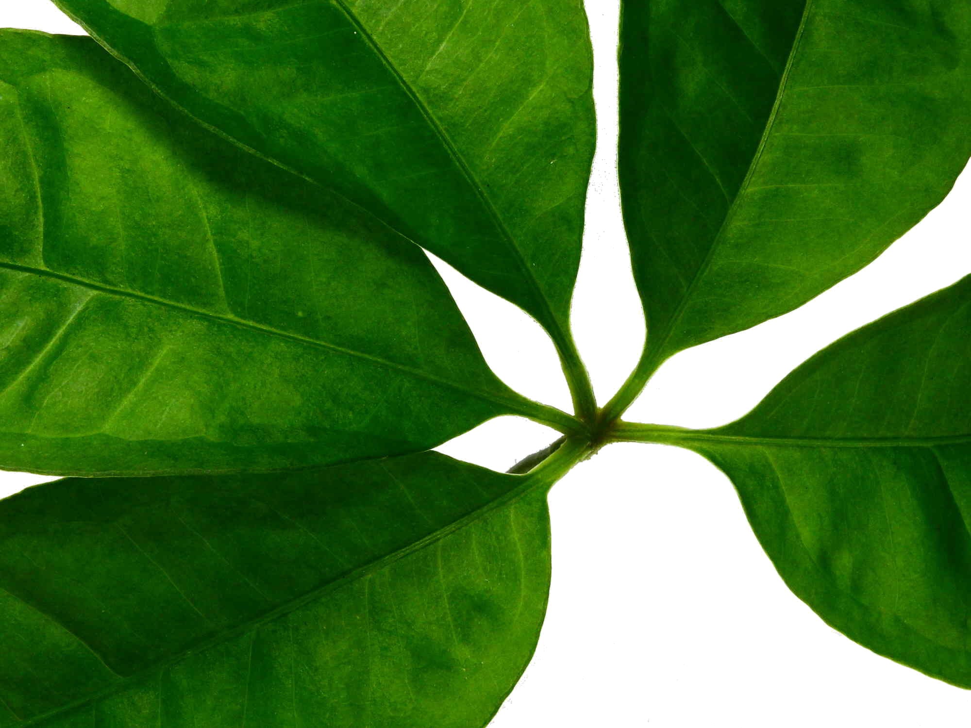 anthurium pentaphyllum Anthurium pentaphyllum — Ecuagenera Europe GmbH