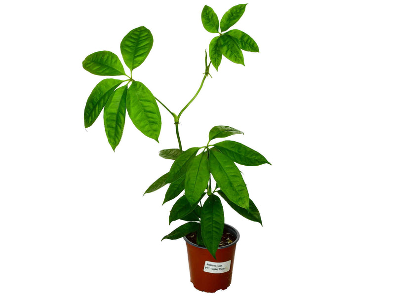 Anthurium pentaphyllum